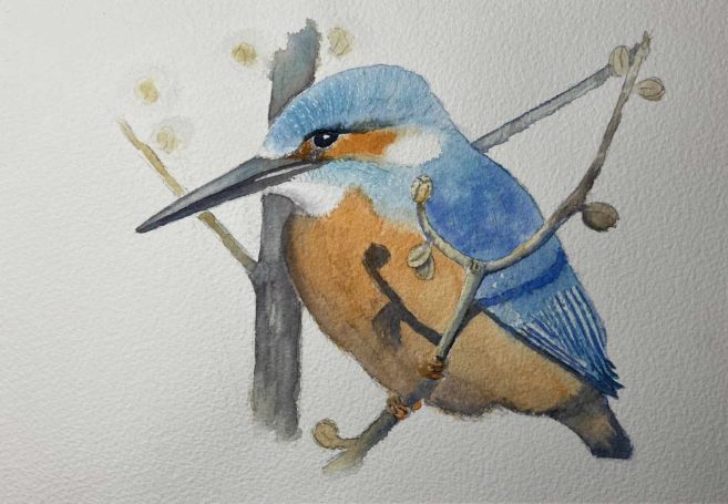 Eisvogel Eisvogel
