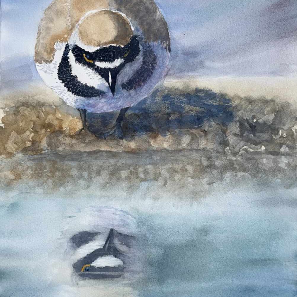 Flussregenpfeiffer sieht seine Spiegelung im Wasser, Aquarell